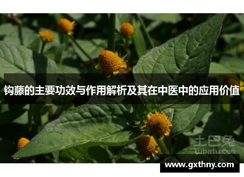 钩藤的主要功效与作用解析及其在中医中的应用价值